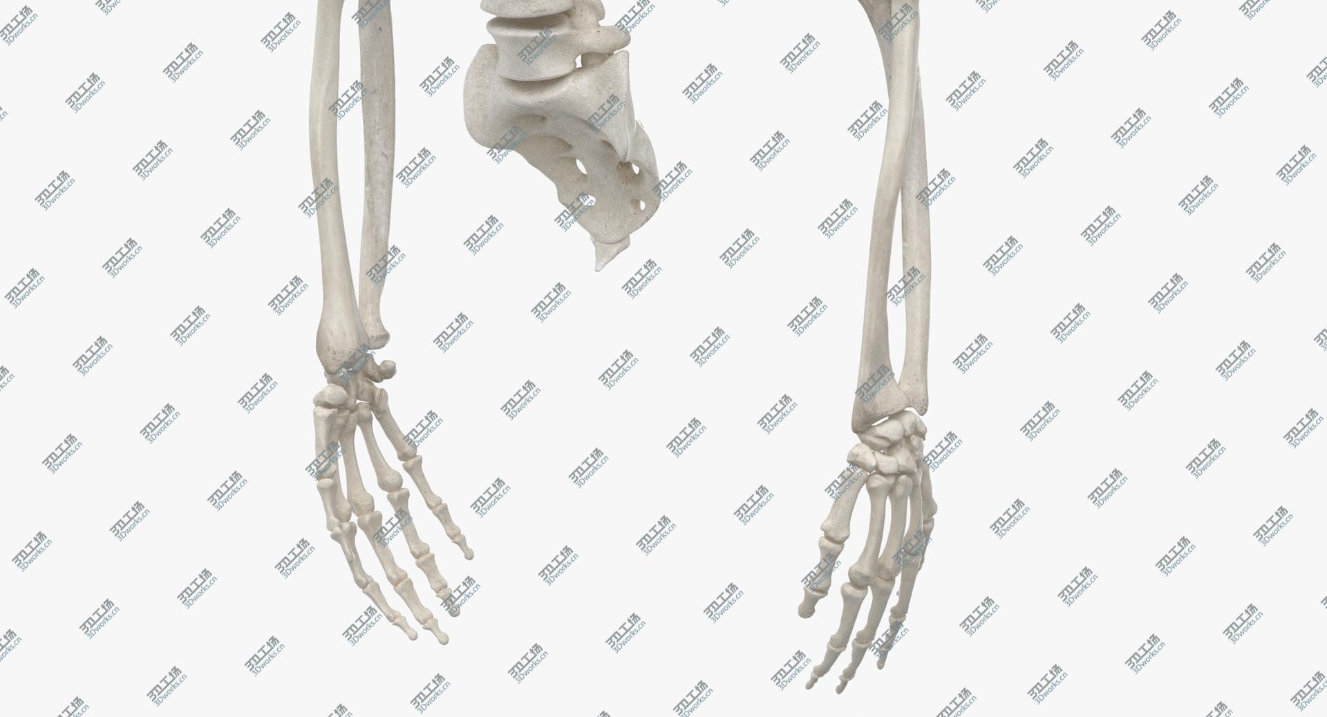 images/goods_img/202104023/Real Human Rib Cage Spine Male Skull Calvicle Scapula and Arms Bones Anatomy White 01 3D model/5.jpg